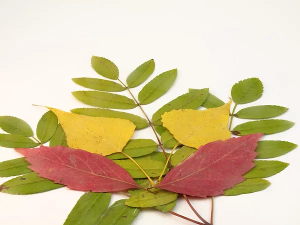 Frunzele de culoare — Fotografie, imagine de stoc