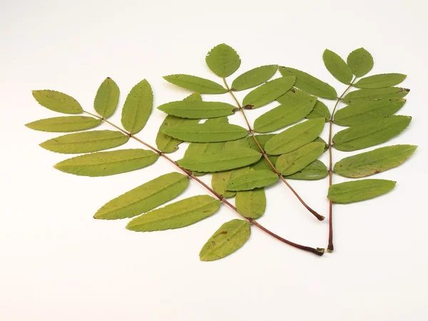 Composition of green leaves — Stock Photo, Image