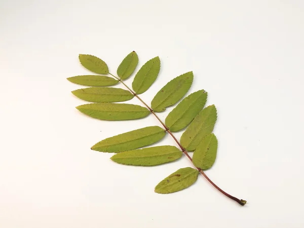 Yeşil yaprakları rowann ağaç — Stok fotoğraf