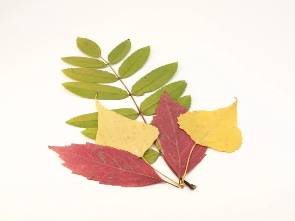 Composition from autumn leaves — Stock Photo, Image
