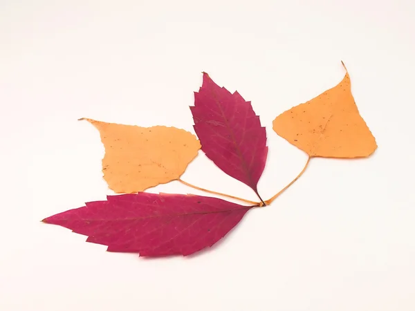 Composizione da foglie di colore — Foto Stock