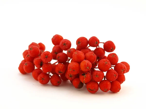 Rowanberry vermelho — Fotografia de Stock