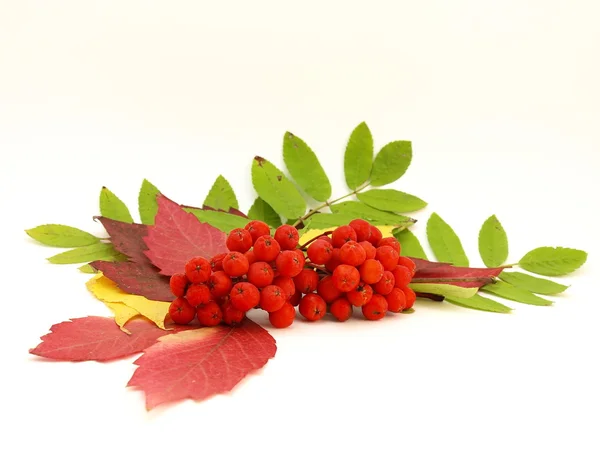 stock image Rowanberry with color leafs