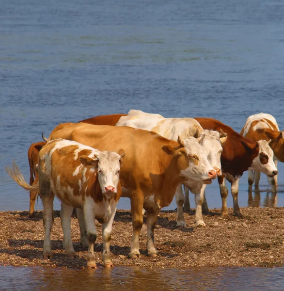 Коровы на берегу реки — стоковое фото
