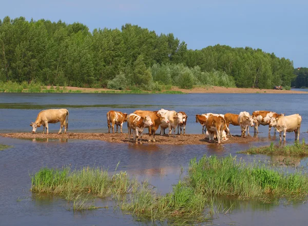 stock image Cows near river