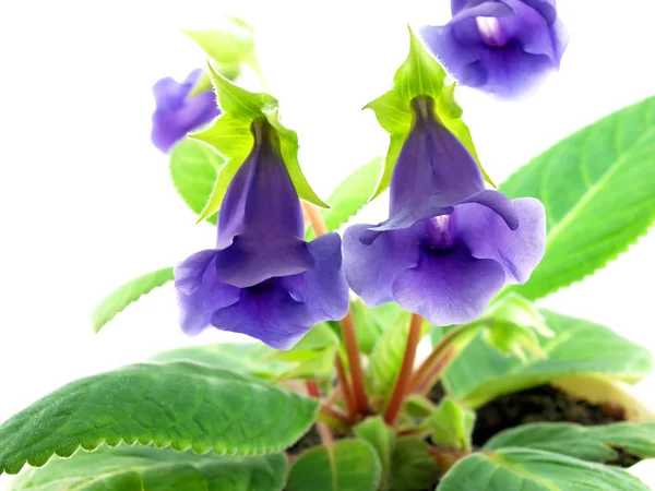 Bellflower - indoor flower — Stock Photo, Image