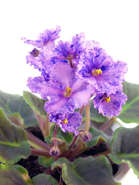Blommande saintpaulia — Stockfoto