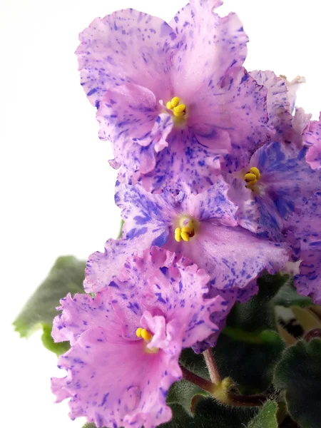 Kryty kwiat kwitnienia — Zdjęcie stockowe