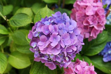 Hydrangea flowers clipart