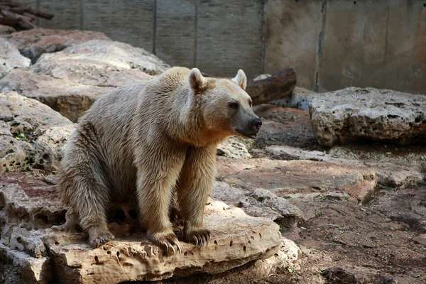 Stock image Bear on rocks