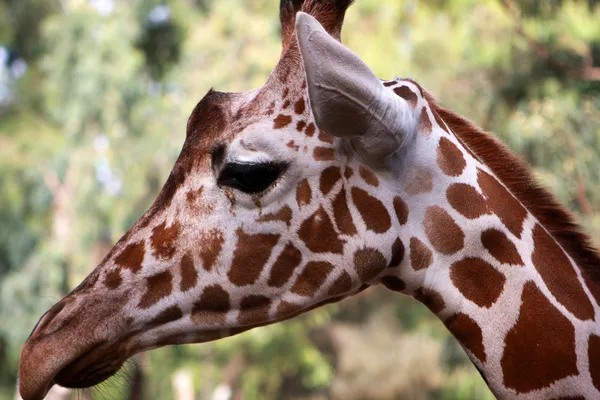 Perfil de la cabeza de jirafa —  Fotos de Stock