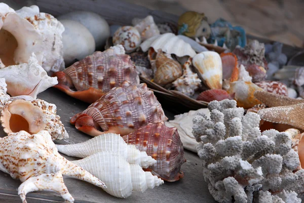 stock image Sea shell