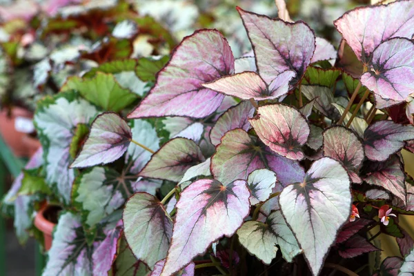 Hojas de begonia fotos de stock, imágenes de Hojas de begonia sin royalties  | Depositphotos