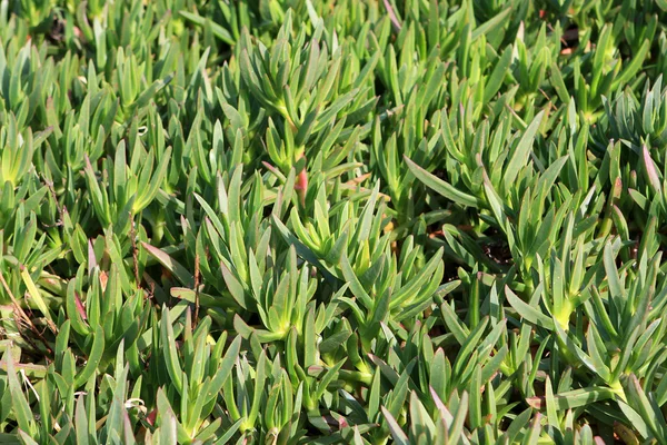 Grüne Pflanzen — Stockfoto