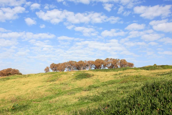 stock image Green field