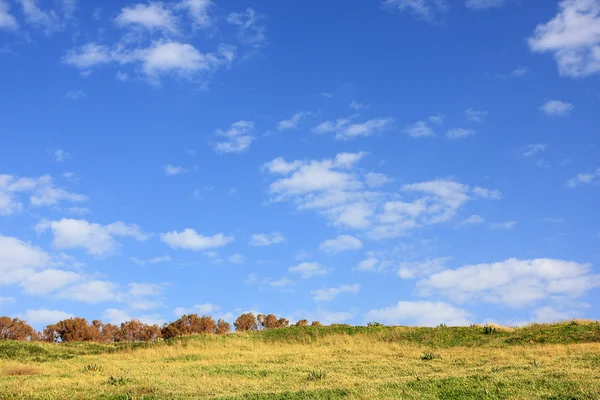 stock image Green field