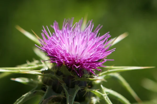 stock image Thistle