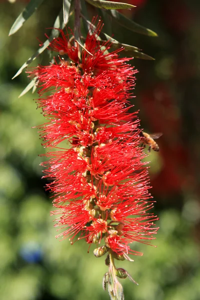 stock image Callistemon