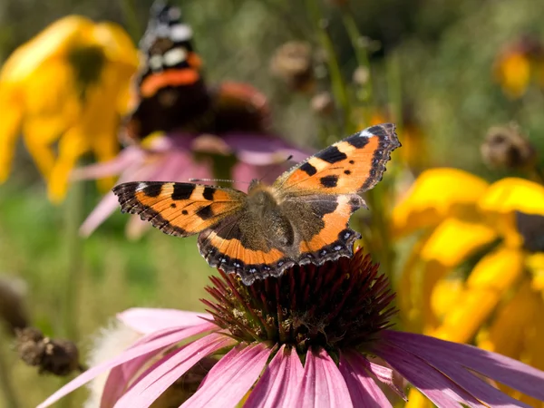 stock image Butterfly