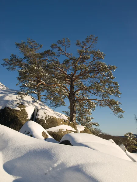 stock image Pines in winter