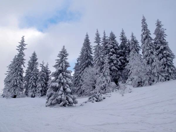 stock image Snowbound firtrees