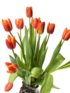 Tulips clipart