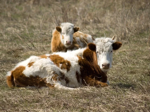 stock image Bulls