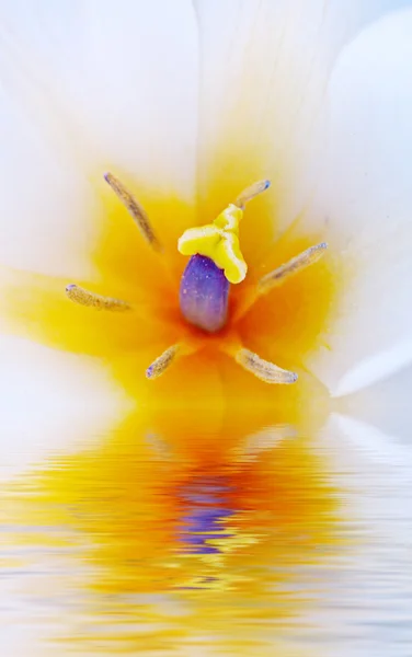 Макрос тюльпана — стокове фото