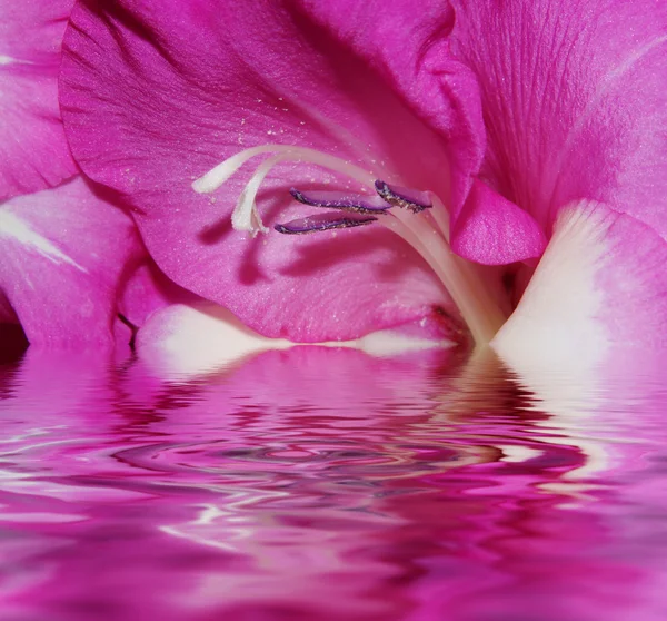 Фіолетовий квітка — стокове фото