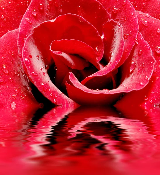 玫瑰的宏 — 图库照片