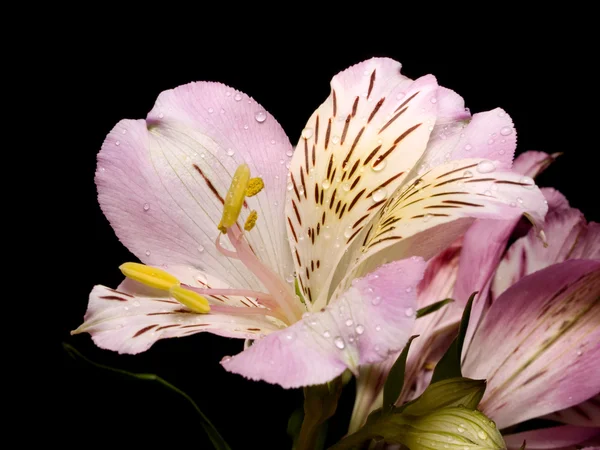 stock image Flowers in black