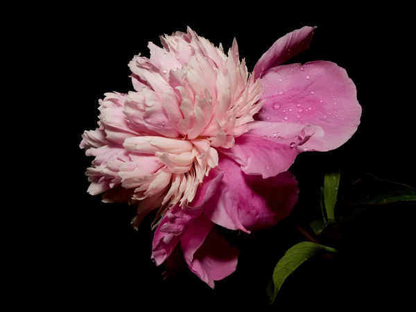 stock image Flowers in black