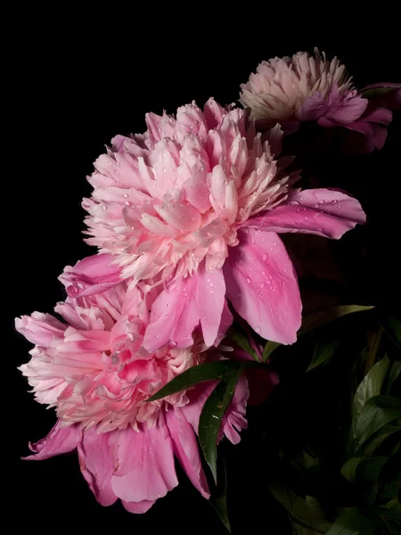 stock image Flowers in black