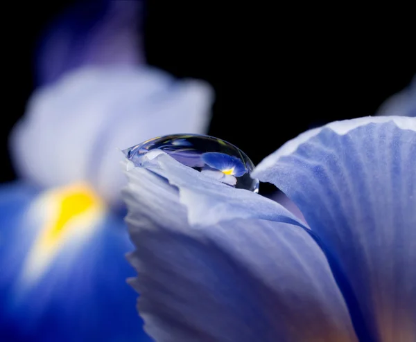 Refleksi dari bunga — Stok Foto