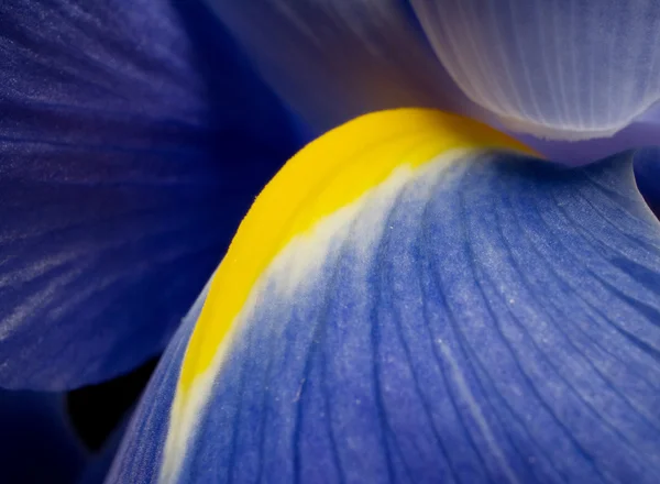 Makro iris — Stok Foto
