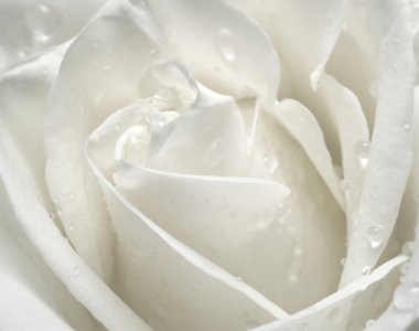 Macro of rose clipart