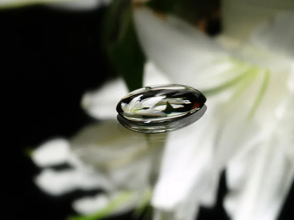 The reflection of the flower — Stock Photo, Image