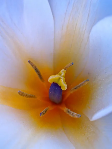 Макрос тюльпана — стокове фото