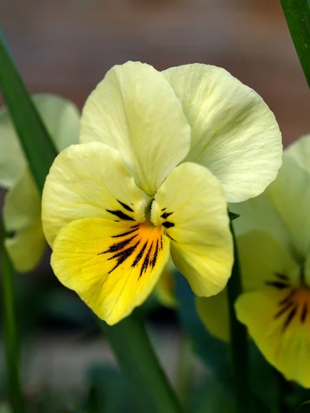 stock image Heartsease