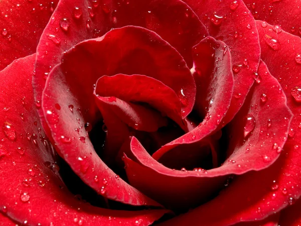 玫瑰的宏 — 图库照片