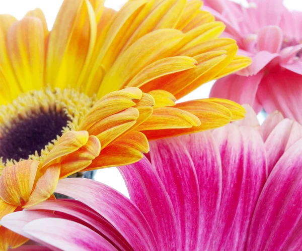 Stock image Flowers on white background