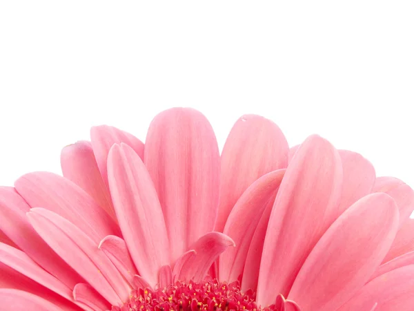 stock image Flower on white background