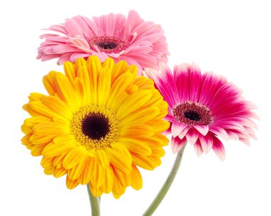 Flowers on white background clipart