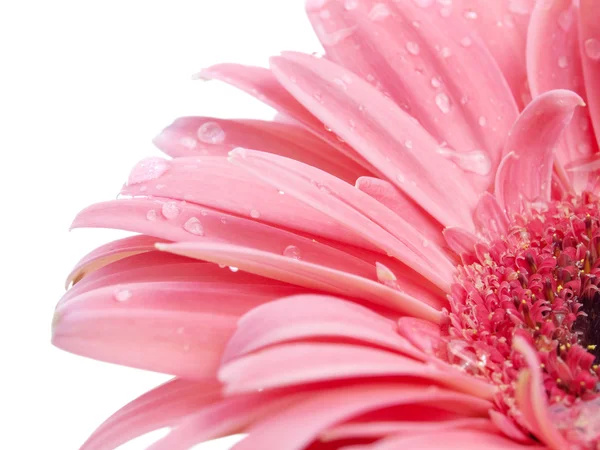 stock image Flower on white background