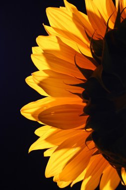 Sunflower in studio 4 clipart