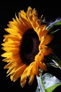 Sunflower in studio 1 clipart