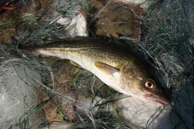 Baltic sea cod. clipart
