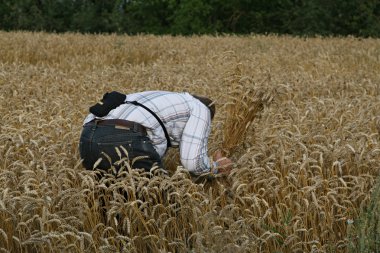 Farmer before harvesting clipart