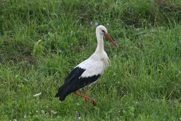 Stork 1 — Stockfoto
