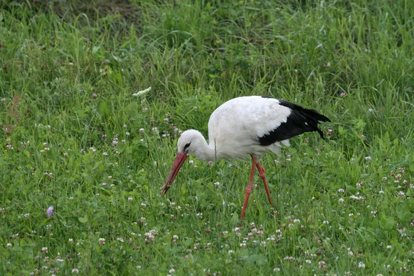 Stork 3 — Stok fotoğraf
